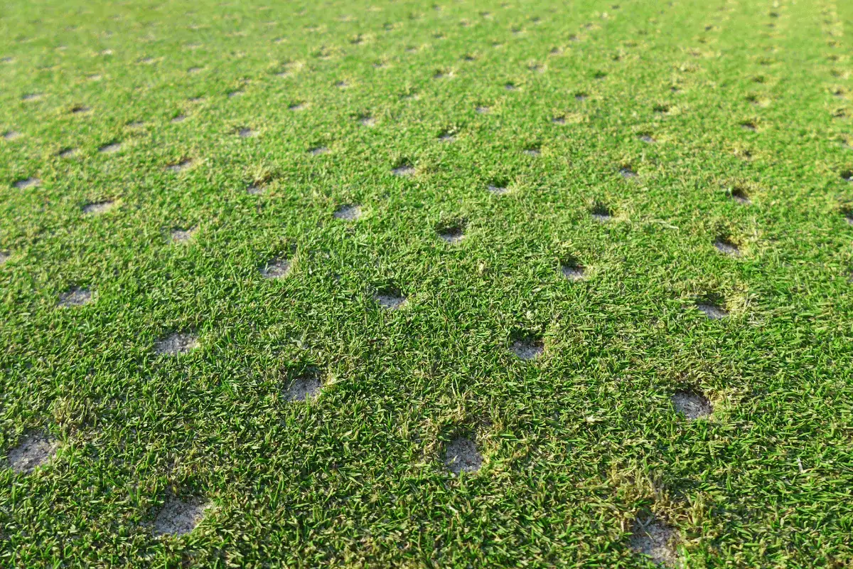 Aerated grass field with visible holes