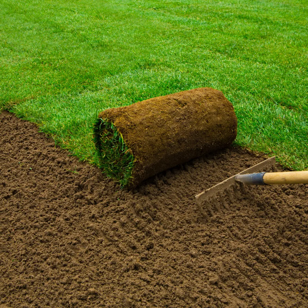 Sod being laid on freshly raked soil.