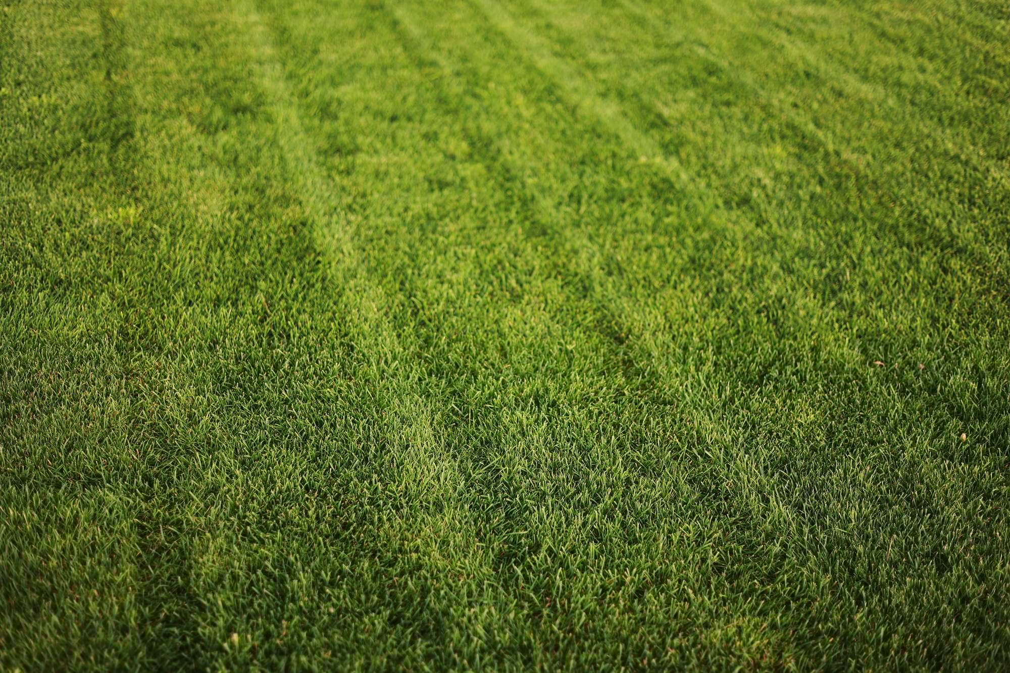 Green grass close-up. cut green juicy lawn. Alpine meadow densely overgrown with grass. Field