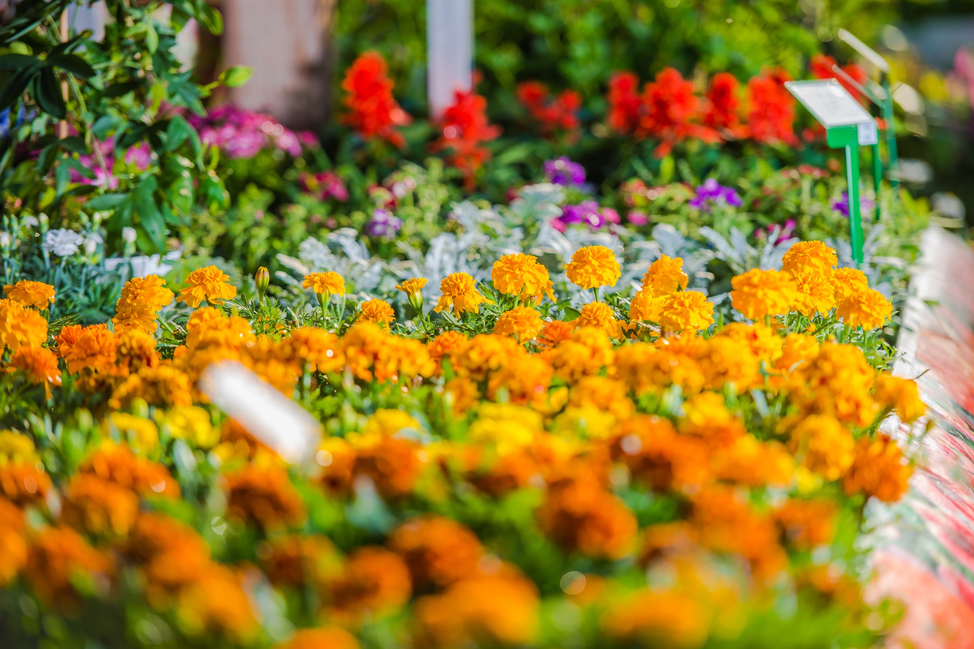 Botanical Garden Mulitcolor Flower Bed.