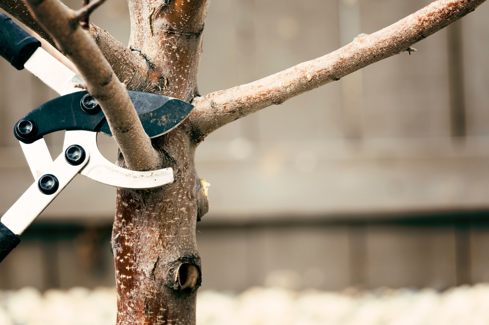 Pruning tree