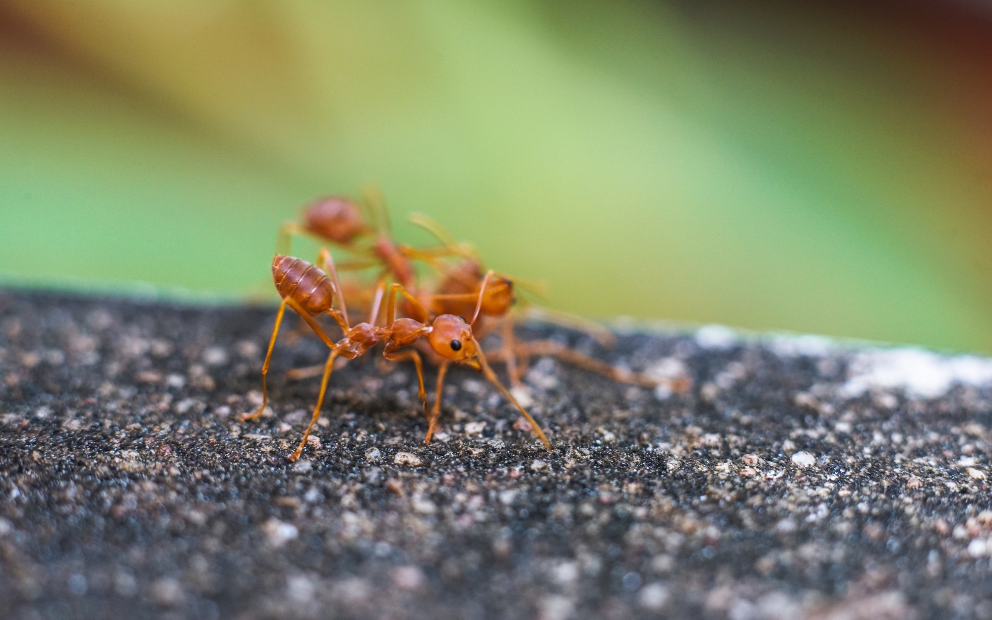 Red imported fire ant,Action of fire ant